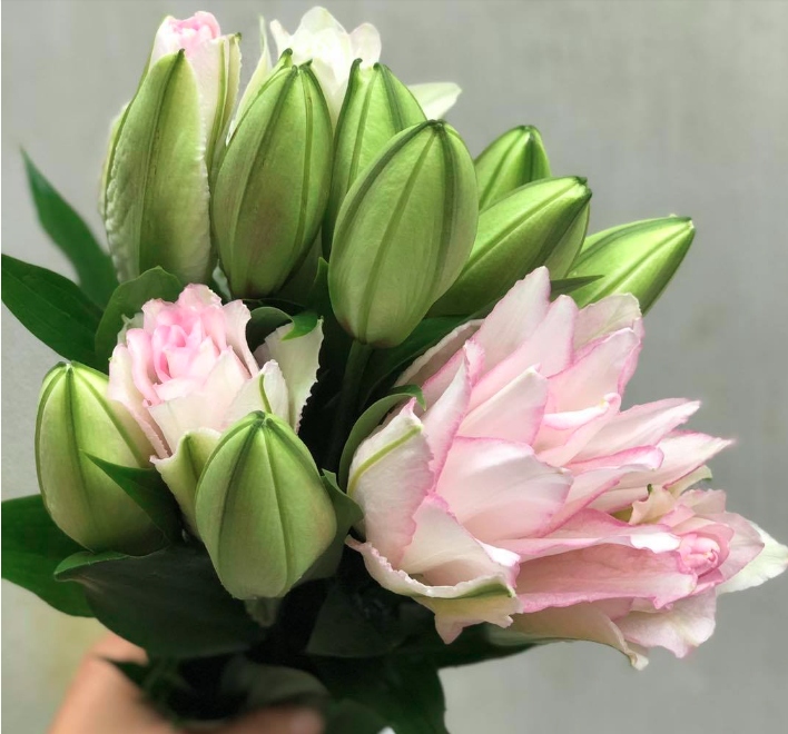 Mùa cao điểm như ngày 8/3 này, giá hoa ly kép trắng Hà Lan có giá từ 200 - 250 nghìn đồng một bó 5 cành. Riêng hoa ly kép trắng viền hồng có giá từ 320 - 350 nghìn đồng 1 bó 5 cành.