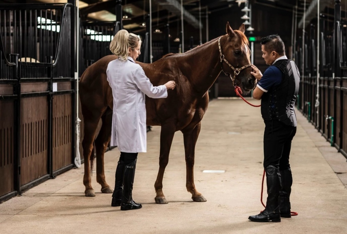 The horses are cared for by experts who have acquired a wealth of experience in the field.