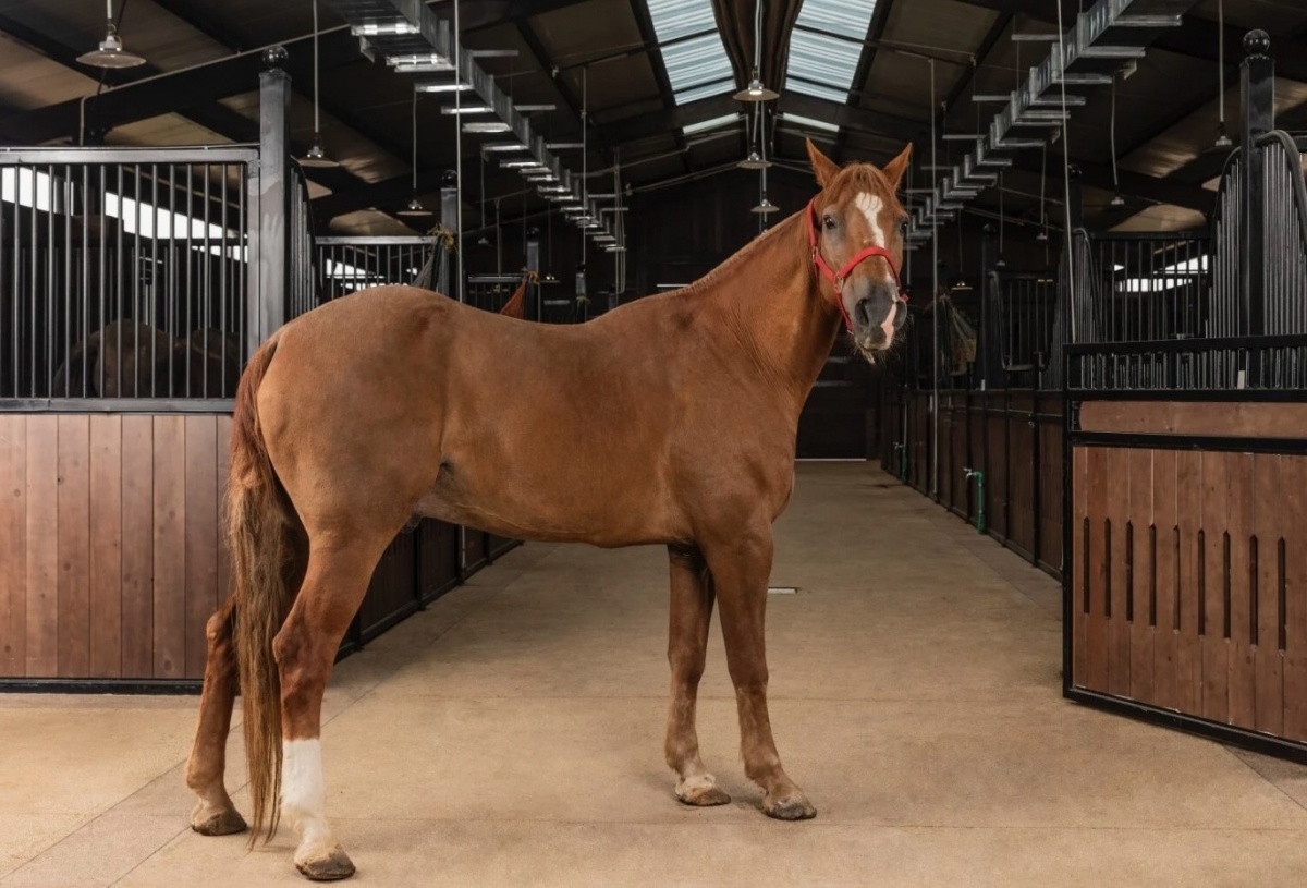 The academy houses some of the rare horses which are imported from the United States, the UK, and the Netherlands.