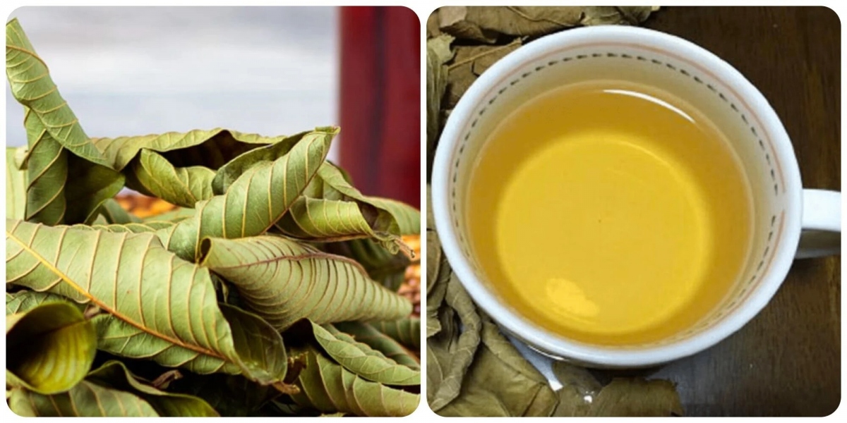 Lá ổi rất tốt cho sức khỏe.