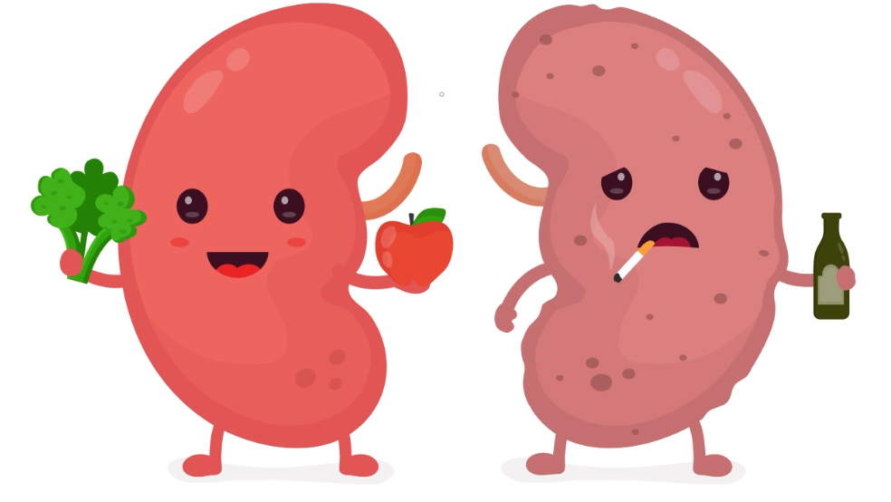 Ăn một chế độ ăn giàu chất chống oxy hóa, vitamin và các chất dinh dưỡng khác có thể giúp tăng cường sức khỏe thận. Nếu bạn bị bệnh thận, những loại trái cây không chứa quá nhiều kali và phốt pho có thể có lợi khi đưa vào chế độ ăn uống. Lựa chọn thực phẩm ít kali giúp giảm huyết áp, đây là một biến chứng thường gặp của bệnh thận nặng. (Ảnh: clevelandurology.net)