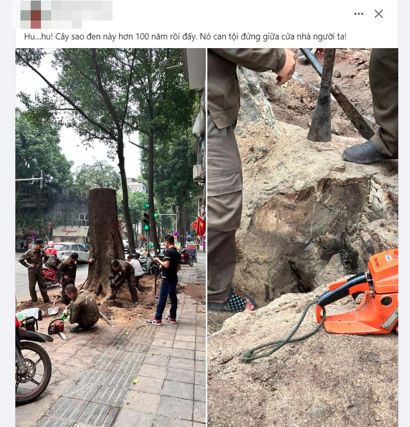 Nhiều người đã đăng tải thông tin, hình ảnh công nhân Công ty Công viên cây xanh đang tiến hành đào gốc cây với sự nghi ngờ về nguyên nhân cây sao đen trăm tuổi này bị đốn hạ.