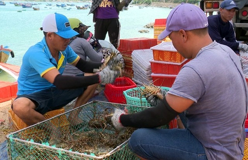 Tôm hùm hay các loại cá biển giá trị cao sẽ là đối tượng để cụ thể hóa chủ trương tăng nuôi, giảm đánh bắt của ngành thuỷ sản trong 5 - 10 năm tới