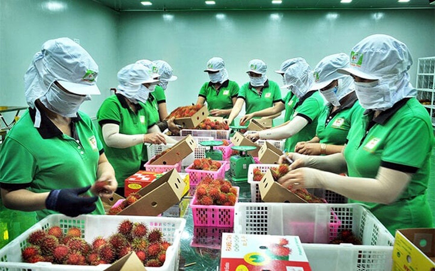 Doanh nghiệp xuất khẩu gặp khó vì cước vận tải biển tăng cao - Ảnh minh họa: Báo An Giang