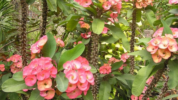Xương rồng bát tiên là loại hoa không nên trồng trong nhà. (Ảnh: Vinwonders)