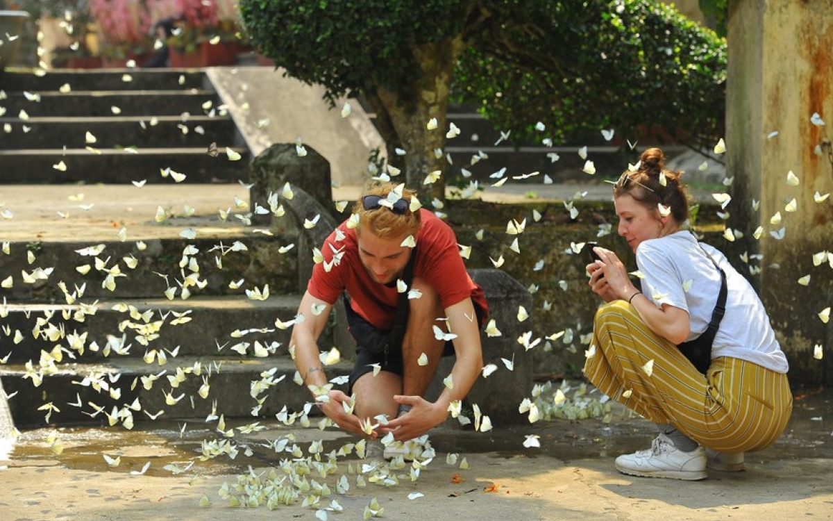 In addition, from Mua cave, tourists can take a scenic boat tour to either the Trang An Landscape Complex or Tam Coc- Bich Dong tourist site. Alternatively they can book a trip to capture the stunning beauty of hundreds of butterflies in Cuc Phuong National Park.