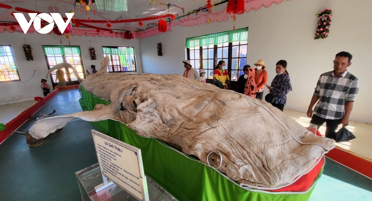 In 2010, a dead whale that was 9.7m long, over 5m in circumference, and weighed about 13 tonnes was left stranded in the locality. The fish was mummified and preserved by the Nha Trang Institute of Oceanography before being stuffed and displayed at the local whale temple.