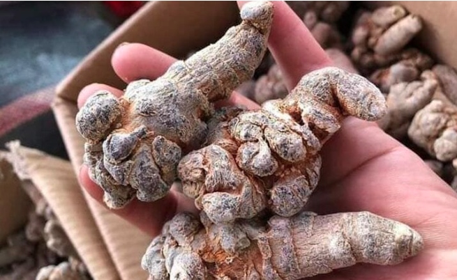 Củ tam thất có một lượng lớn dược tính. (Ảnh minh họa)