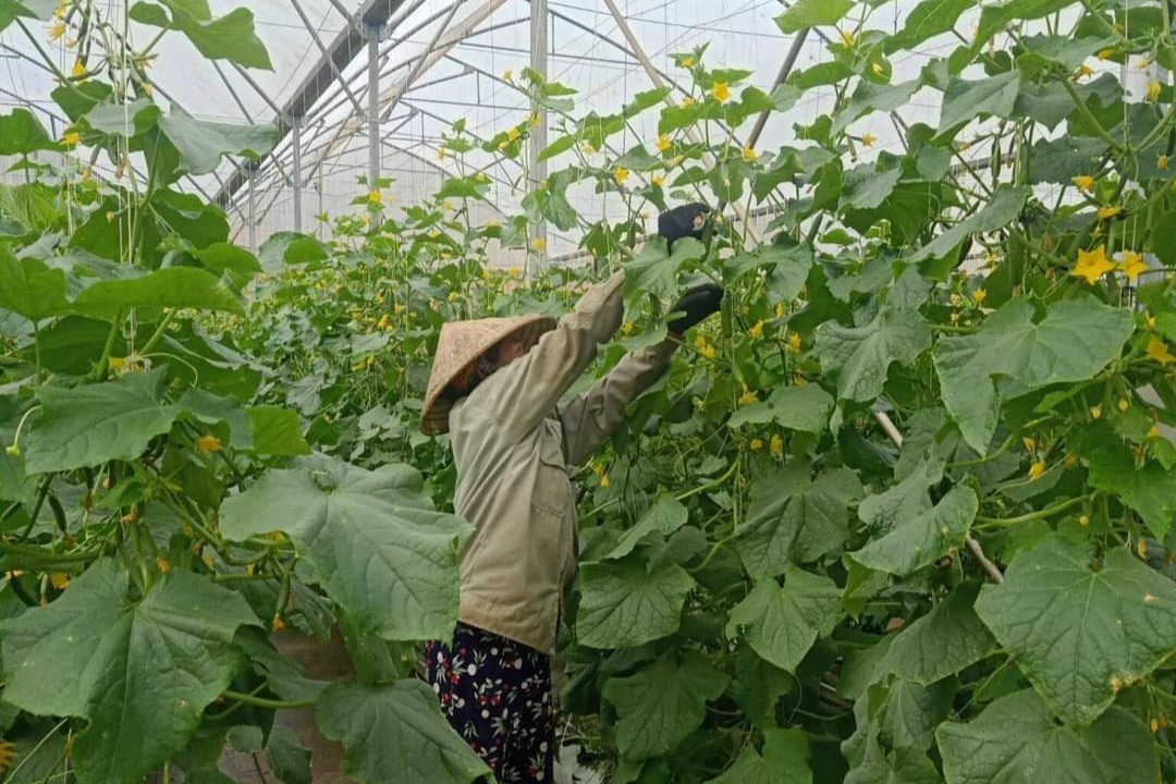 Đạ Nhim đang đẩy mạnh việc đa dạng hóa cây trồng theo hướng nâng cao giá trị thị trường.