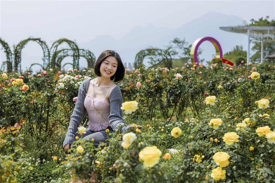 Không chỉ có hoa đỗ quyên, đến Sun World Fansipan Legend (Sa Pa) dịp này, du khách còn được đắm chìm vào thiên đường hoa đủ loại với những vườn hoa hồng đủ màu sắc, hoa anh đào rực rỡ hay hàng nghìn bông hoa rum trắng muốt…