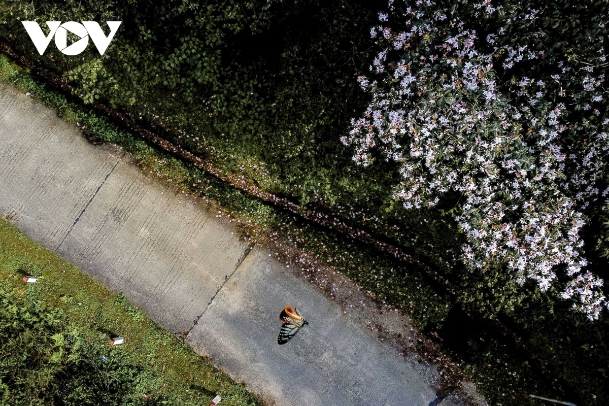 Trekking on rough paths to the summit of Phia Oac in spring is not only for sport lovers, but also for beauty admirers as stunning flowers can easily be seen along the path.