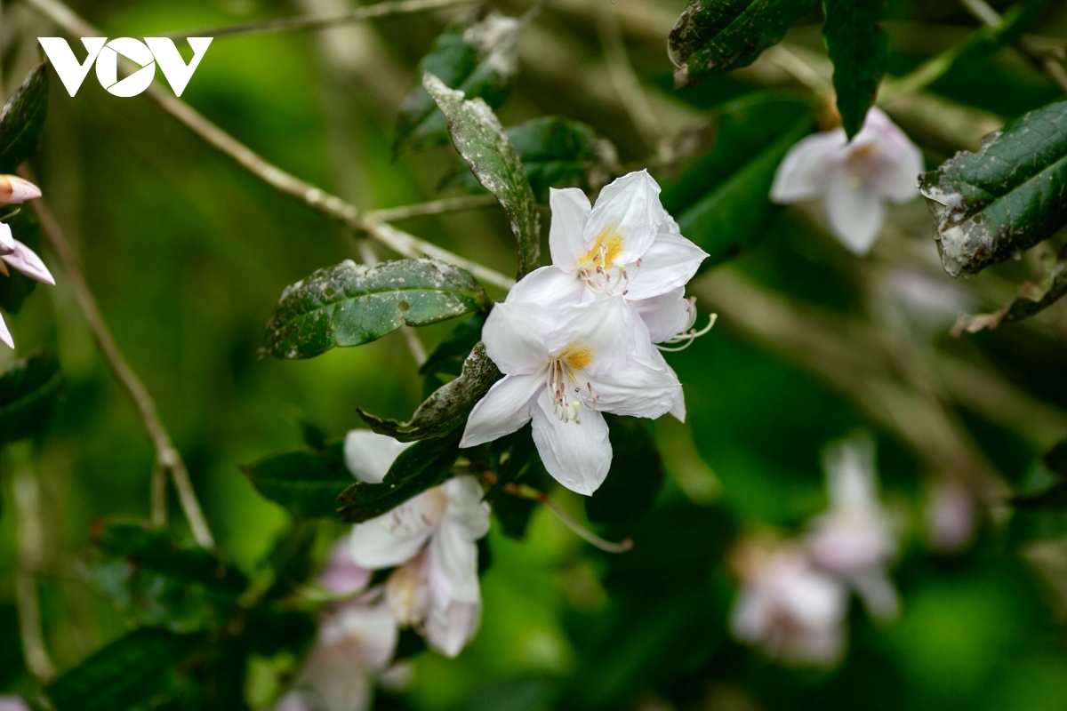 April is azalea season, with the wild shrub blooming over a large area of the mountain and forests.