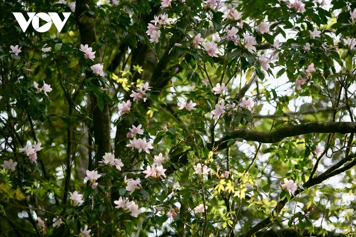 The soft azaleas and other flowers blooming amidst the lush greens of the forest are a beautiful sight.