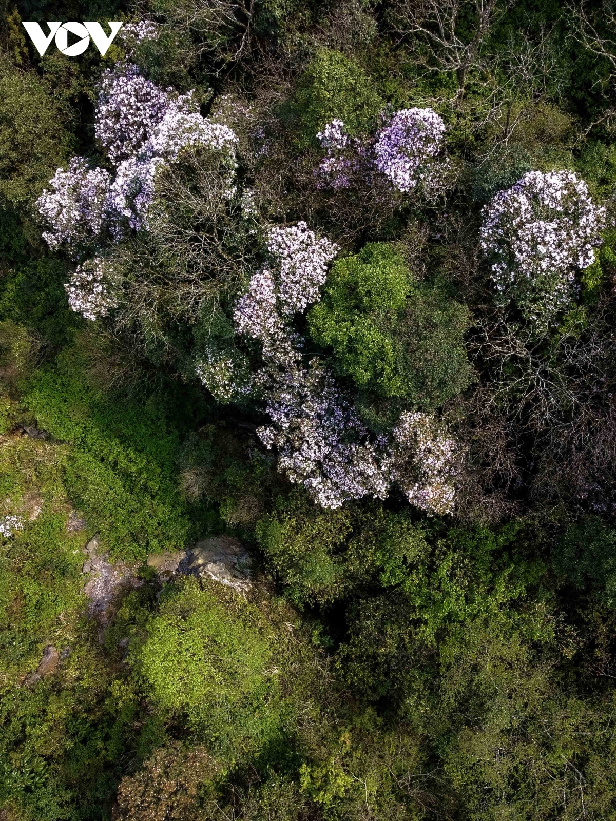 The most suitable time to climb Phia Oac peak is between April and May when the azaleas bloom.