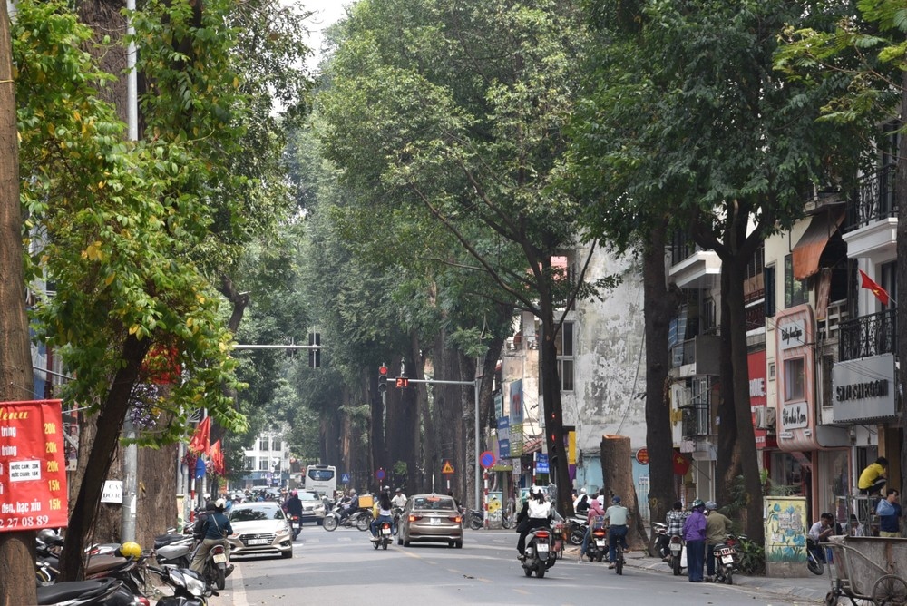 Hàng cây sao đen trên phố Lò Đúc