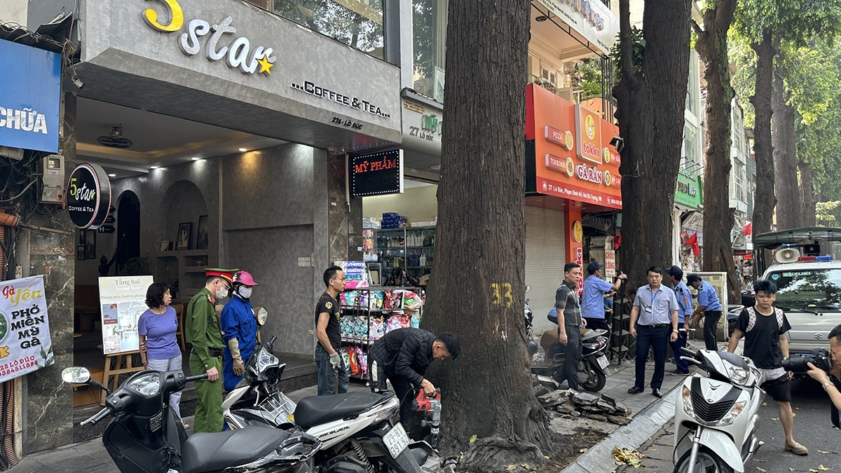 Sao đen nằm ở nhóm III trong danh sách gỗ quý của Việt Nam. 