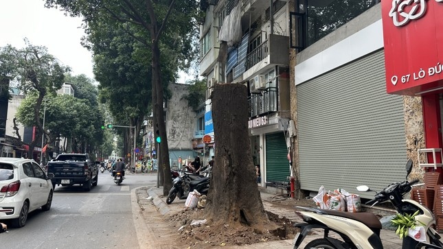 Cây sao đen chết khô trên phố Lò Đúc