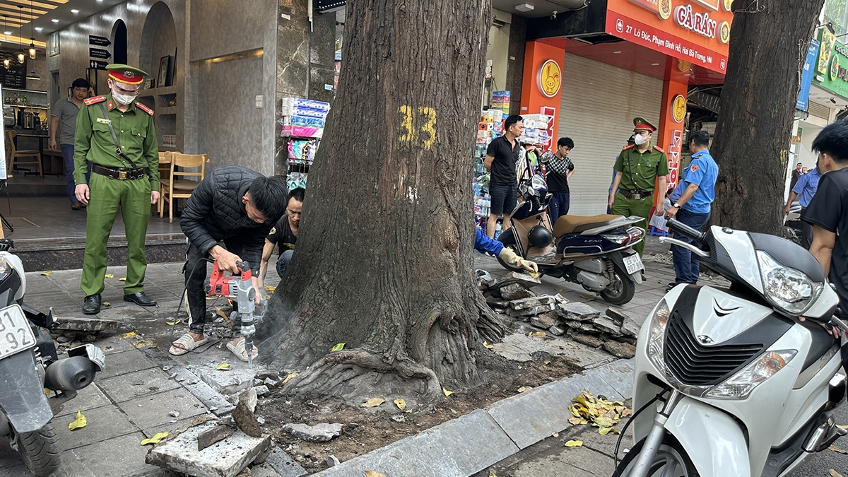 Những thân cây sao đen bị đổ xi măng xung quanh gốc cũng được xử lý.