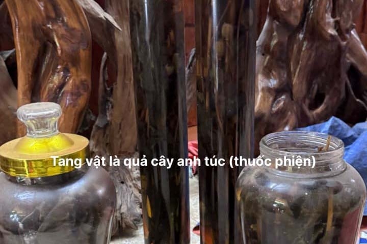 ...các bình rượu ngâm quả và cây thuốc phiện