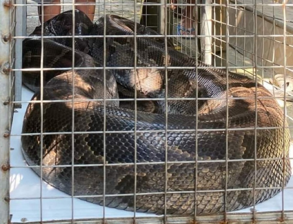 Con trăn dài hơn 5m, nặng 85kg