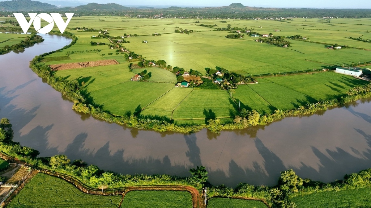 Choah Village rice field in Krong No district covers a total of 700 hectares, spreading along the southern bank of the Krong No River, close to the core area of the Dak Nong Global Geopark and Nam Blang volcano.
