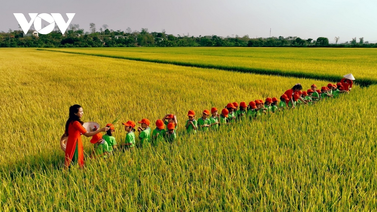 The field is also an interesting experience for local school pupils to learn about rice growing.