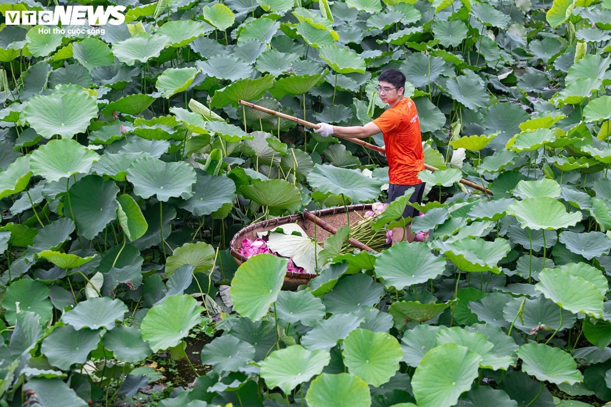 Cuối tháng 5, đầu tháng 6, các đầm sen hồng ở Hồ Tây bắt đầu nở rộ, những người làm trà sen bách diệp lại tất bật vào mùa "hốt bạc".