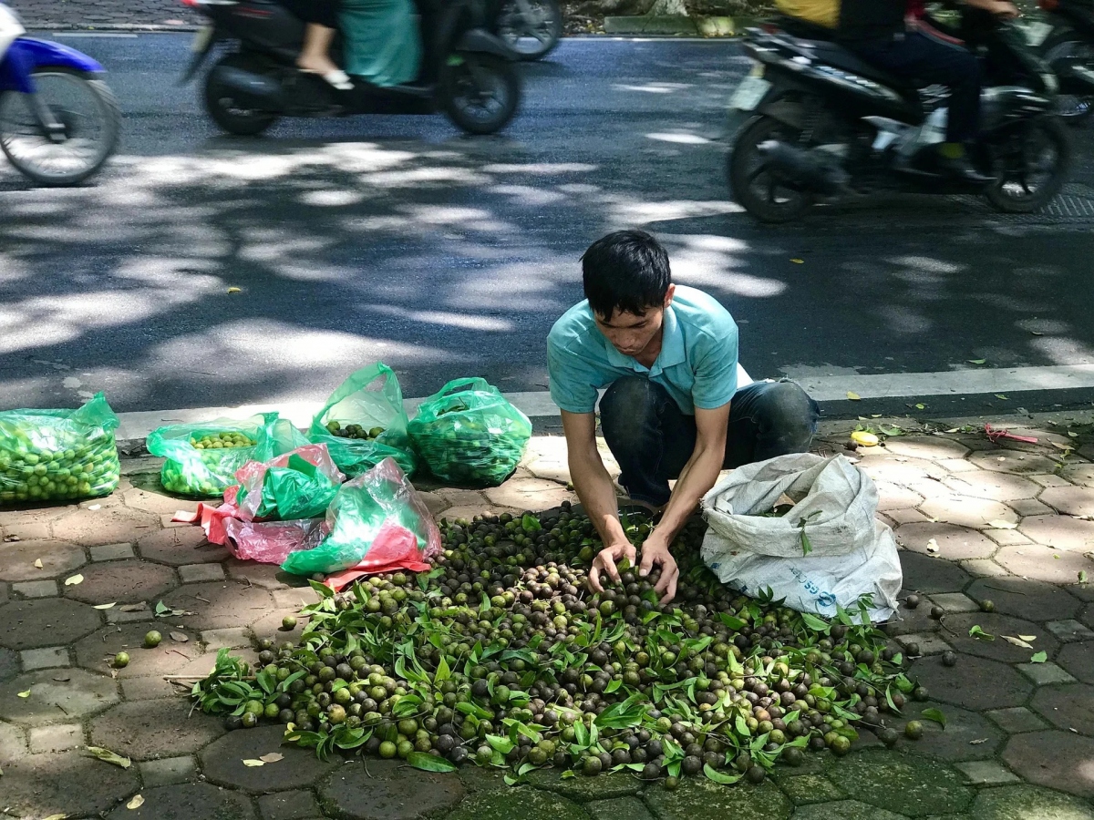Cũng chỉ có quả sấu ở Hà Nội mới có giá trị cao đến thế. Đầu mùa, sấu bao tử có khi lên tới 60-70 nghìn đồng/kg, cao gấp 5-7 lần sấu bán ở những nơi khác (Ảnh: Dân Việt)