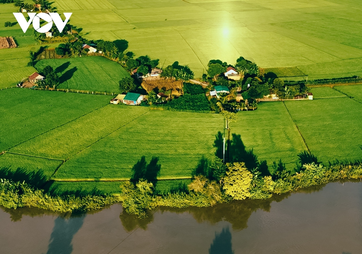 Before the rice plants are to bloom, the field there looks as green as jade.