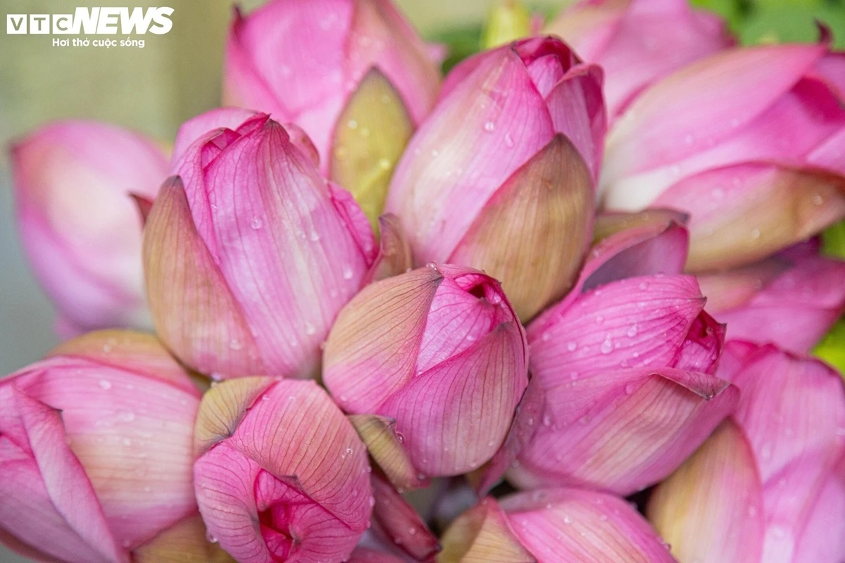 Sen làm trà phải chọn được bông còn phong kín để hương nguyên vẹn, hoa cũng phải được cắt khi trời còn sớm và mang về ướp ngay trong buổi sáng. Những bông sen nhiều gạo trắng sẽ được sử dụng để ướp trà, còn bông dày lá, thẳng đẹp sẽ được bán cho khách chơi hoa, đi lễ chùa. Giá mỗi bông sen đầu mùa có giá 12.000 đồng.