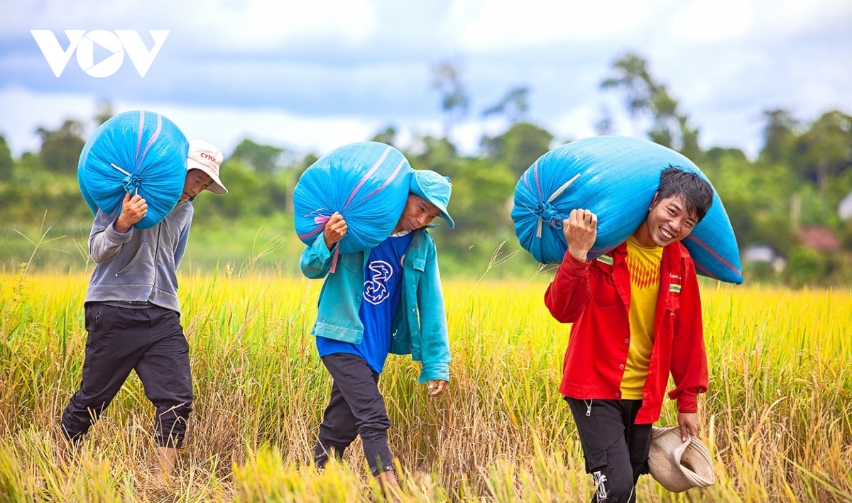 The joy of farmers with a bumper harvest.