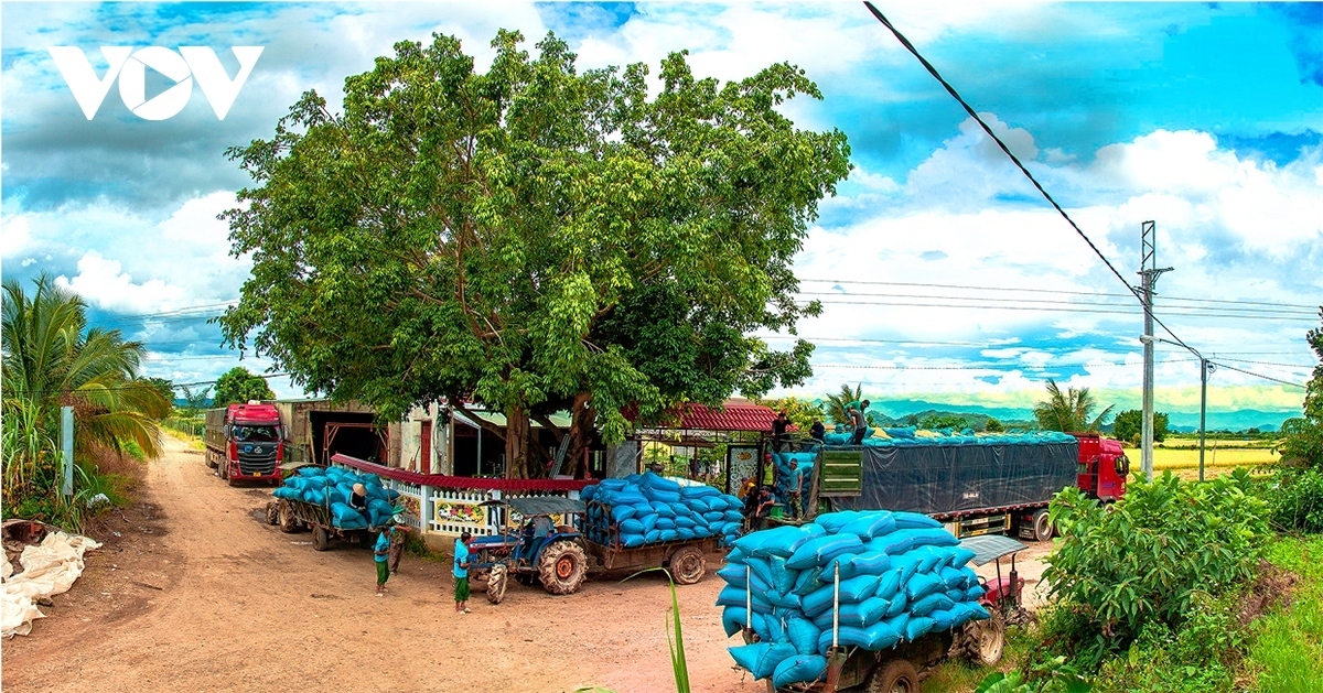 For its high quality, the local rice sells well among dealers