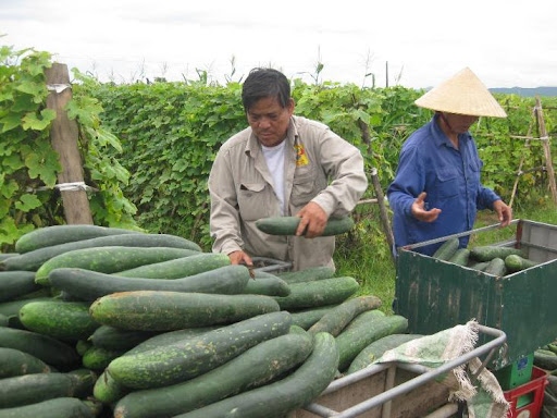 Mua bí đao thì nên chọn quả vỏ xanh đậm hay xanh nhạt? Loại xanh đậm được phần lớn mọi người nhận xét là ngon hơn.
