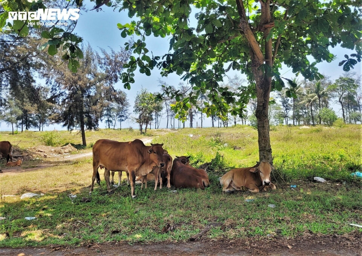 Khu đất trước đây là nhà hàng giờ trở thành nơi đàn bò nghỉ mát.