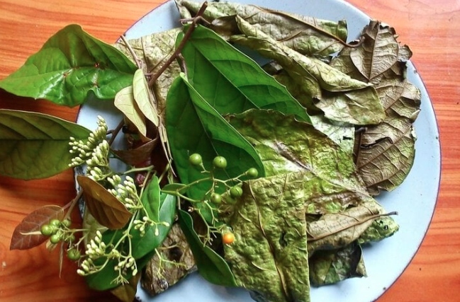 Xạ đen là cây thuốc nam quý có nhiều tác dụng với sức khỏe. (Ảnh minh họa)