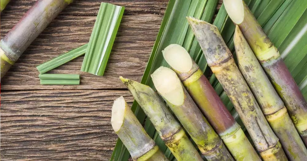 Mía có nhiều dưỡng chất tốt cho sức khoẻ