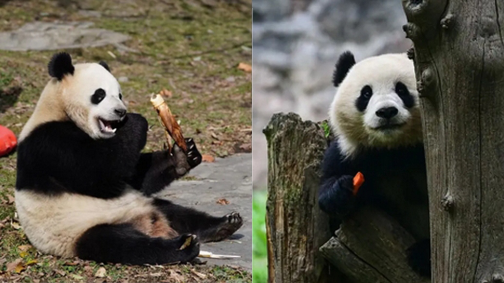 Gấu trúc Bao Li (trái) và gấu trúc Qing Bao (phải). Ảnh: Trung tâm nghiên cứu và bảo tồn gấu trúc khổng lồ Trung Quốc