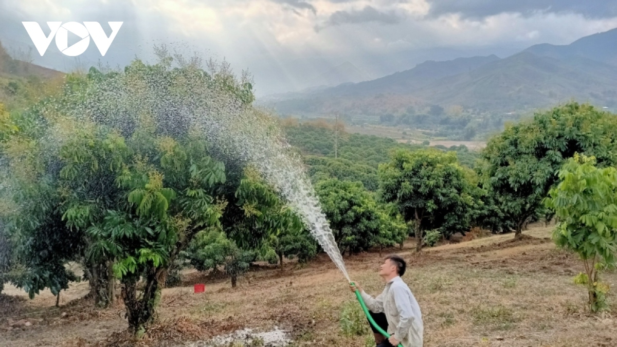 Người dân Sông Mã chăm sóc nhãn chín sớm