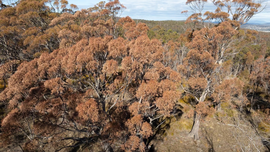 Hàng loạt các cánh rừng tại Tasmania và phía Nam New South Wales đang chuyển màu từ xanh sang vàng khô. Nguồn: ABC