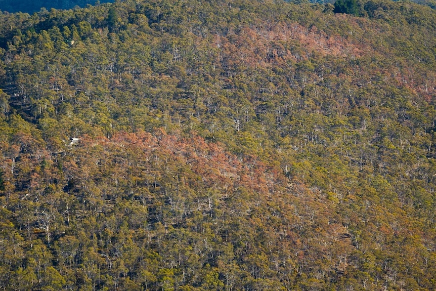 Các mảng rừng chết màu vàng xám đang ngày càng lan rộng trên các cánh rừng nguyên sinh ở Tasmania. Nguồn: ABC