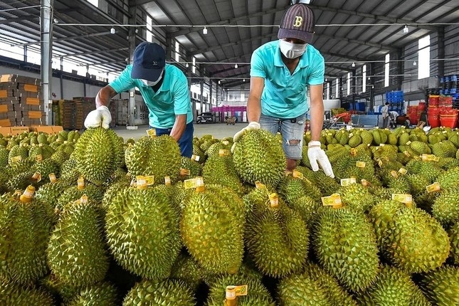 Lãnh đạo Cục Bảo vệ thực vật khẳng định không phát hiện mẫu sầu riêng nào vượt dư lượng cadimi