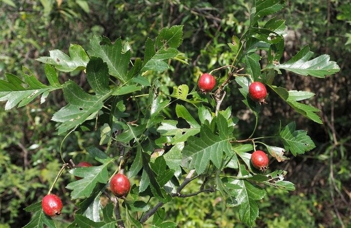 Cây táo gai (hay có tên gọi khác là cây sơn tra) là cây bụi thuộc Chi Crataegus (Ảnh minh hoạ)
