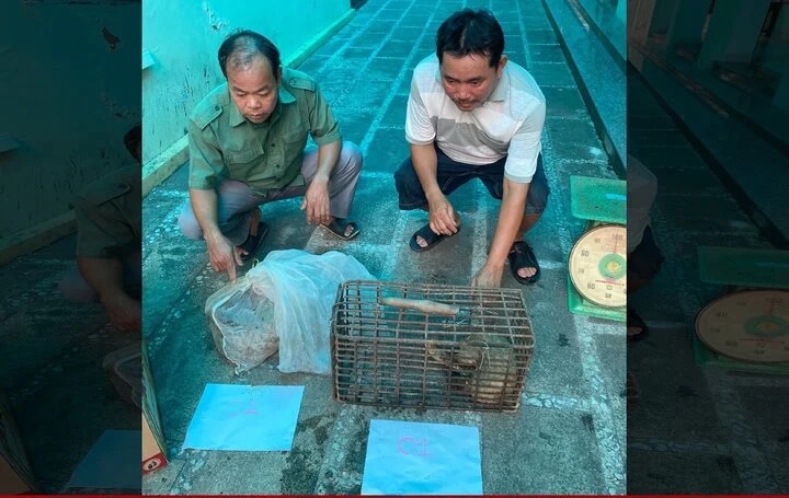 2 cá thể tê tê Java bị mua bán trái phép. (Ảnh: CACC)