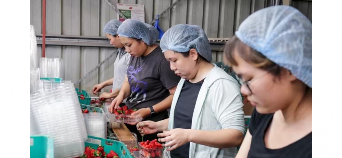 Nhiều lao động kỳ nghỉ nước ngoài đến Australia làm việc trong ngành nông nghiệp (Nguồn: AAP)