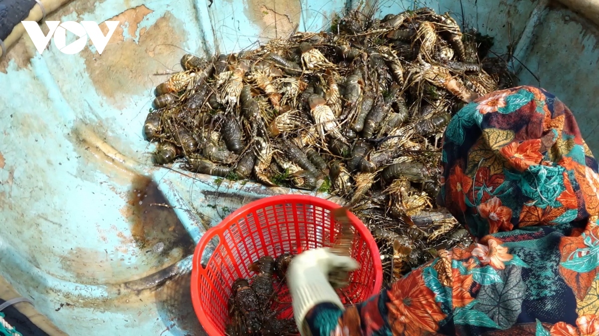Tôm hùm nuôi tại Sông Cầu, Phú Yên bị chết