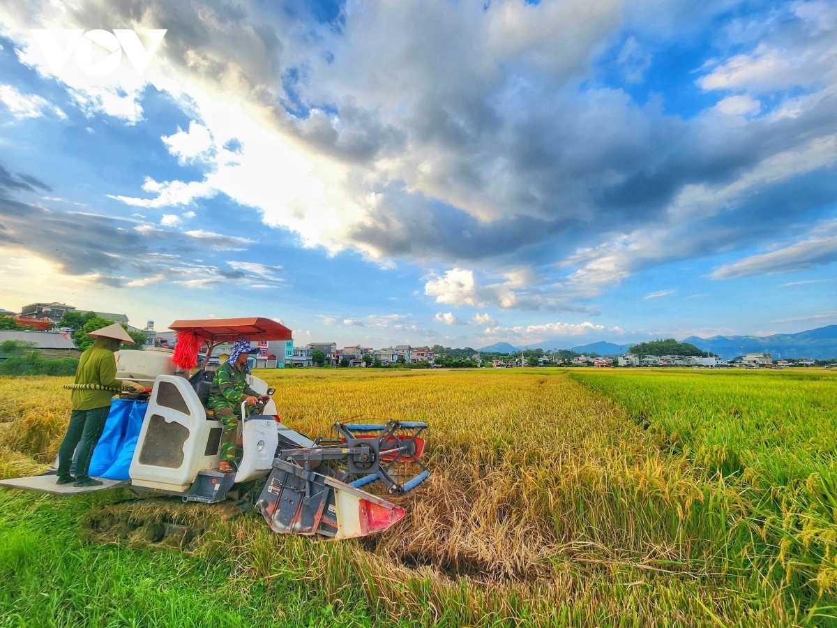 Nông dân Điện Biên chú trọng sản xuất lúa gạo chất lượng cao.