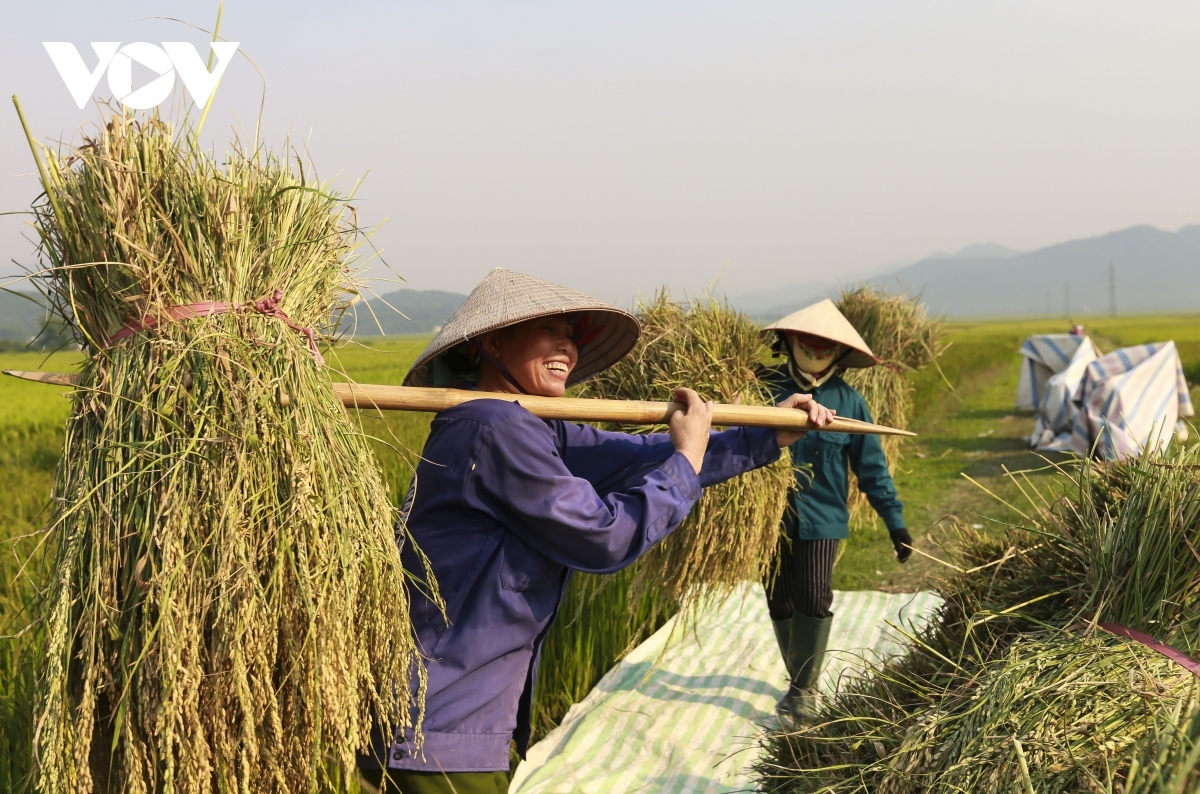 Niềm vui trên cánh đồng Mường Thanh