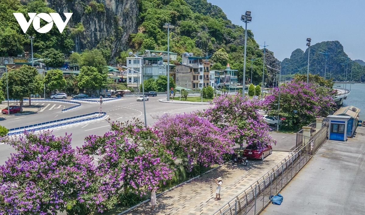 Hoa bằng lăng nở trên đường phố Hạ Long.