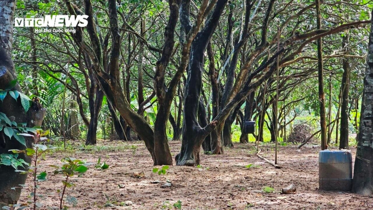 Cùng với đó, Thanh Trà trồng ở Thuỷ Biều nổi tiếng khắp gần xa vì độ ngọt, thanh và mọng nước, được du khách ưa chuộng. Tuy nhiên, hiện nay, chất lượng của Thanh Trà ở địa phương này ngày càng giảm khiến người nông dân lo lắng.