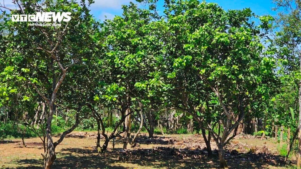 Người nông dân ở Thuỷ Biều cho rằng, sở dĩ chất lượng Thanh Trà ngày càng giảm là do nhiều năm trở lại đây, bãi bồi Lương Quán (Thủy Biều không còn được bồi đắp phù sa dồi dào như trước khiến đất trở nên bạc màu.